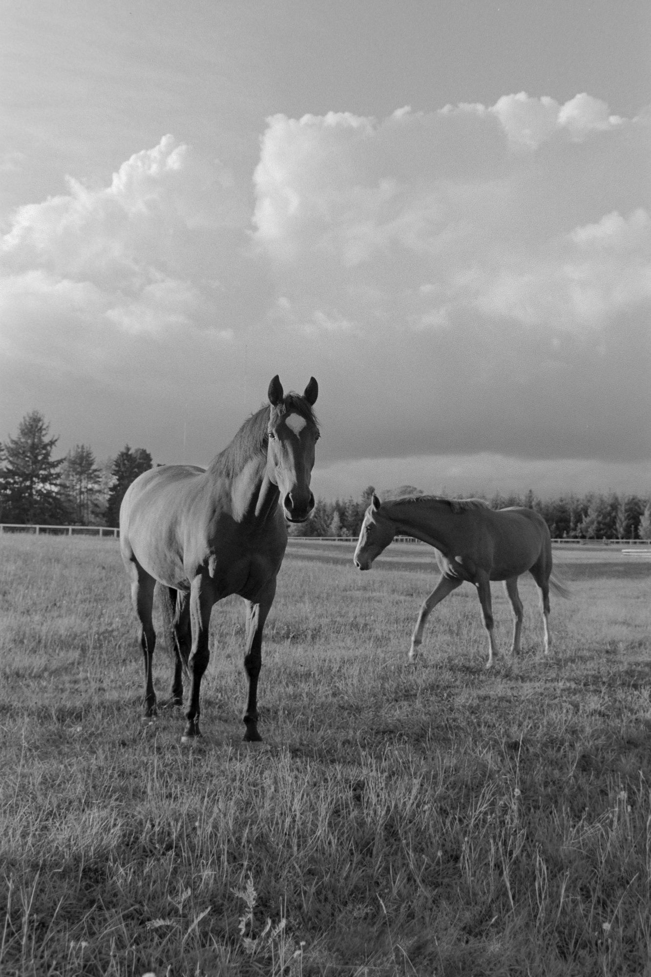 Horses under high clouds