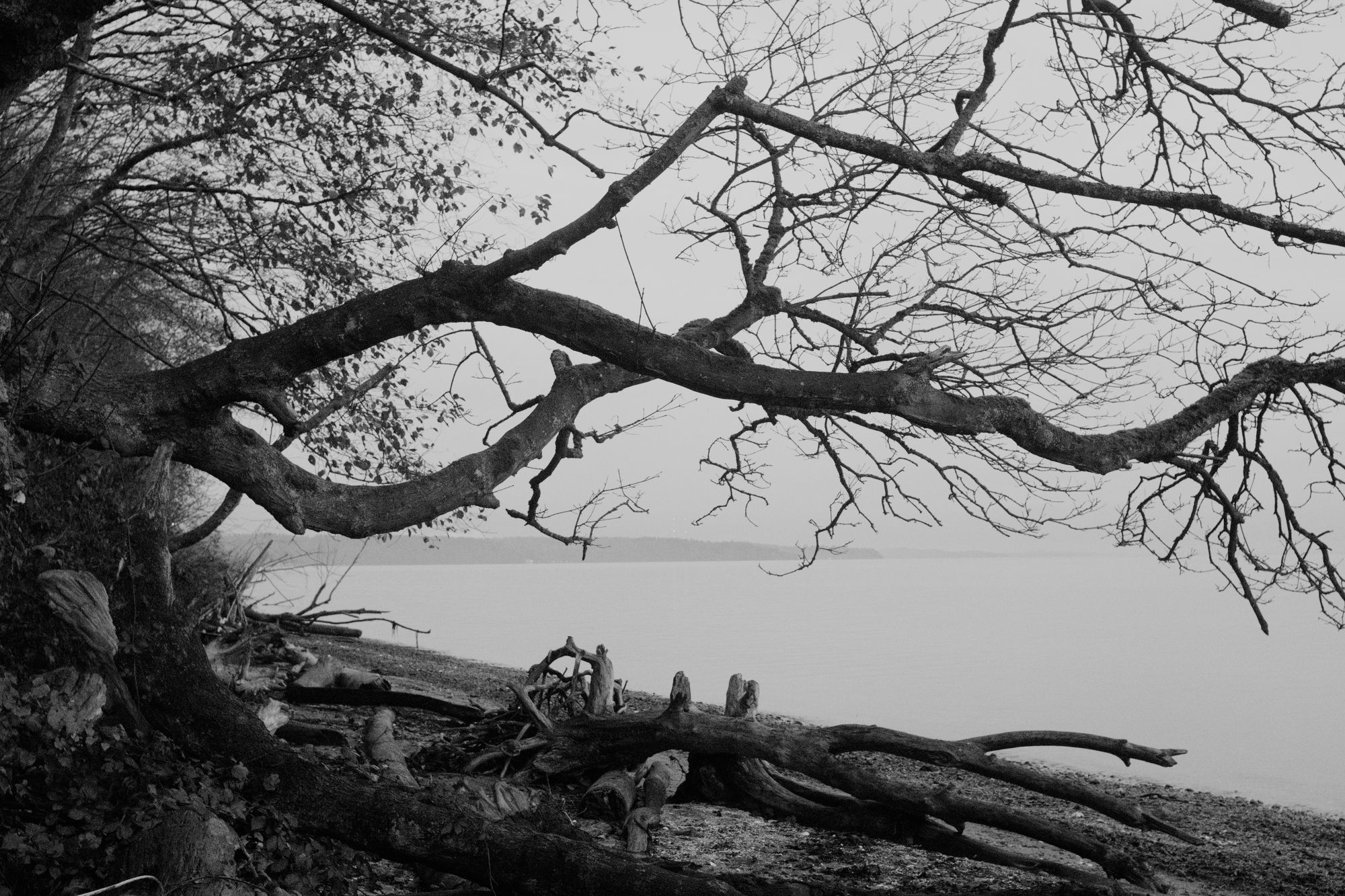 Shoreline overhanging water