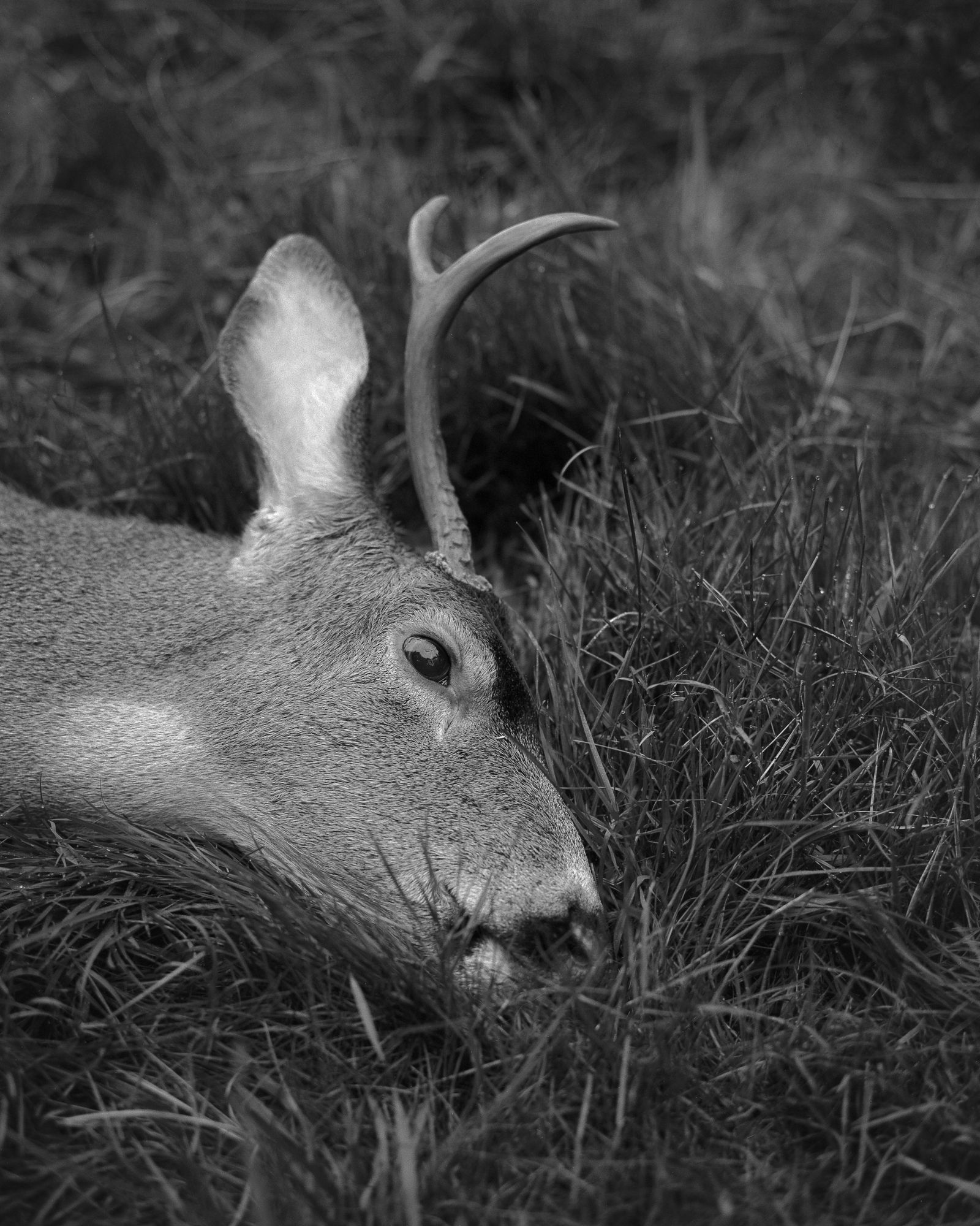 Dead deer in grass