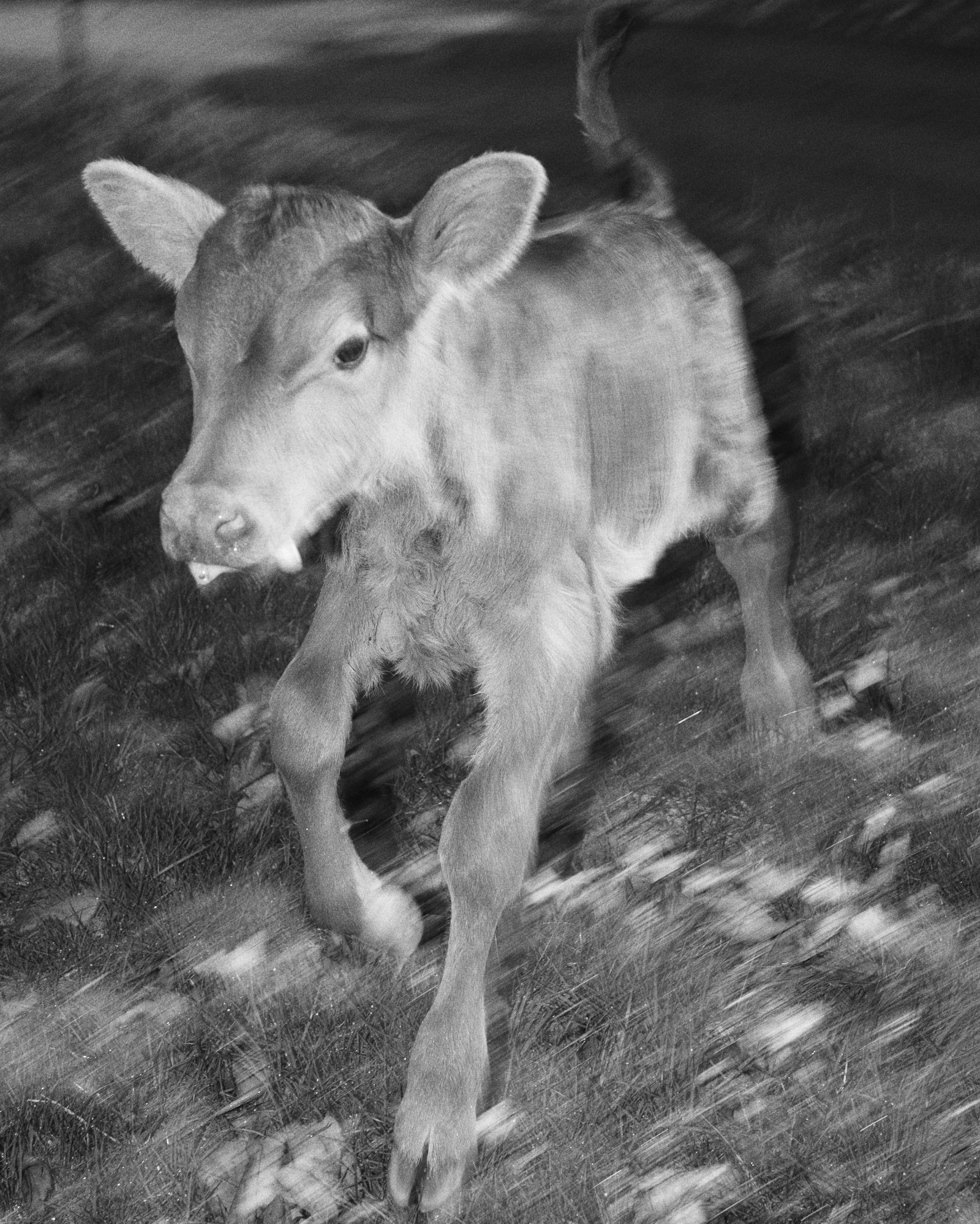 Blurred calf running