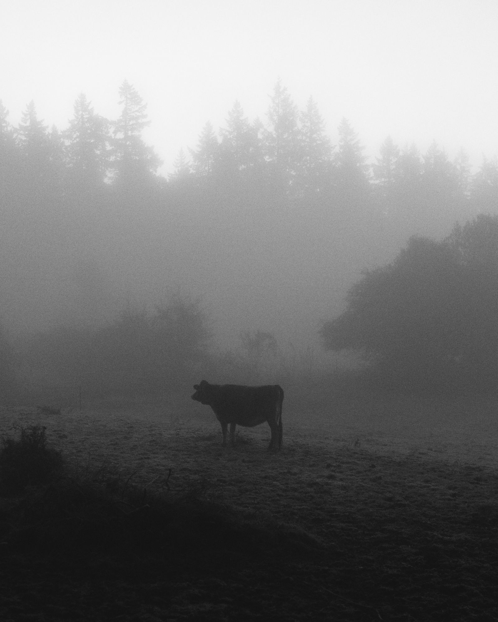Cow in fog