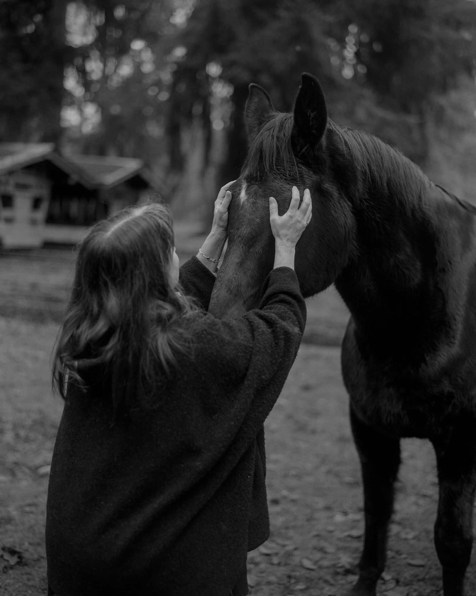 Hand on horse muzzle