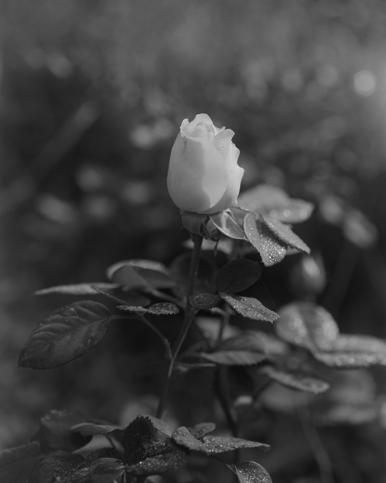 Dewy rosebud