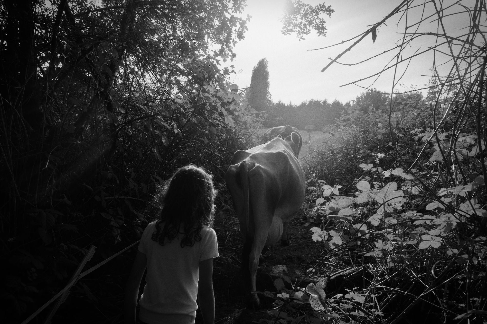 Child silhouette herding cows