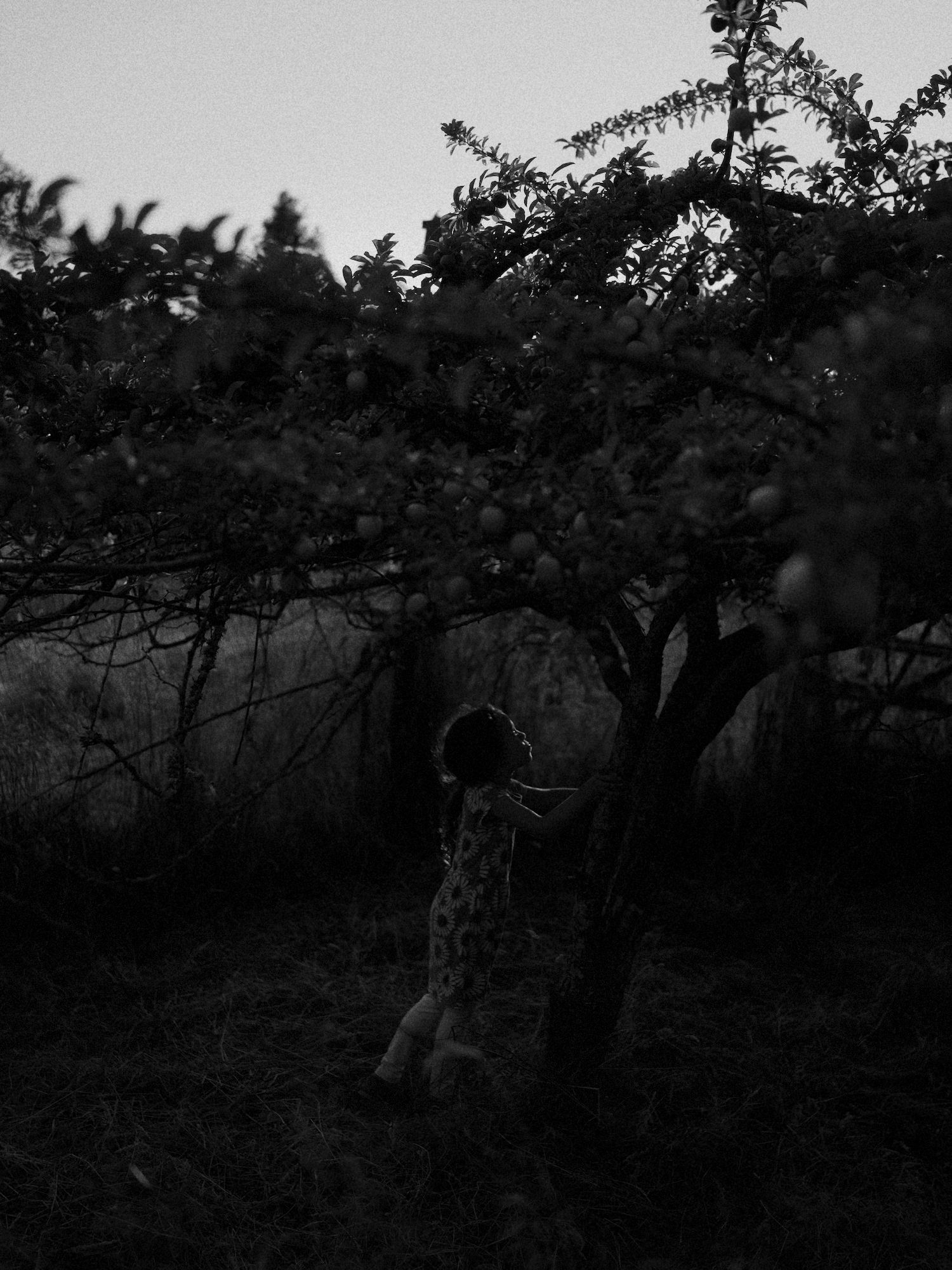 Child silhouette under apple tree
